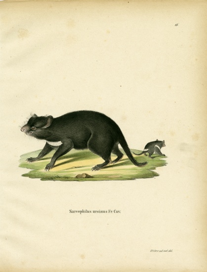 Tasmanian Devil from German School, (19th century)