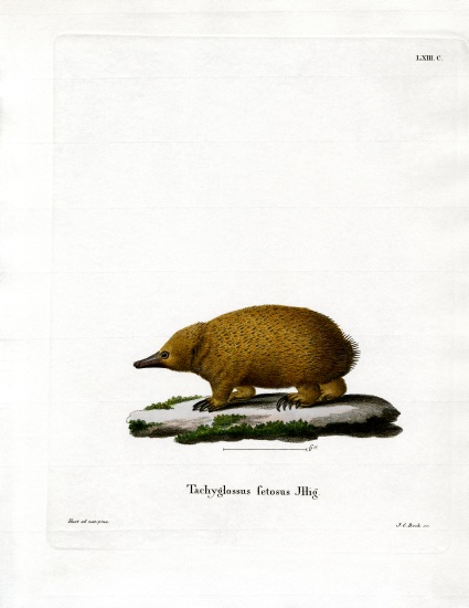 Tasmanian Short-beaked Echidna from German School, (19th century)