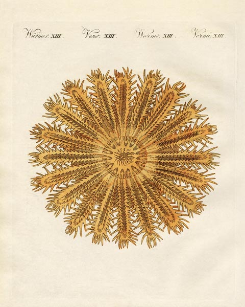 The see urchin-shaped starfish from German School, (19th century)