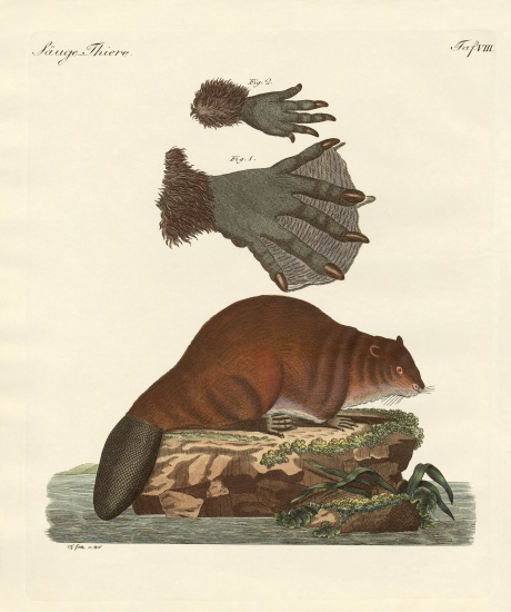 The beaver from German School, (19th century)