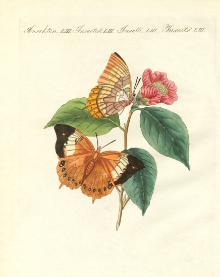 The Bernard's day-butterfly of China from German School, (19th century)