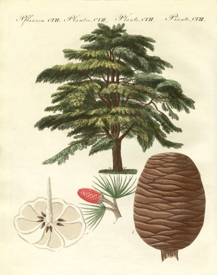 The cedar from Lebanon from German School, (19th century)