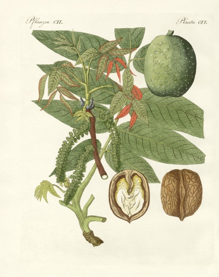 The common walnut-tree from German School, (19th century)