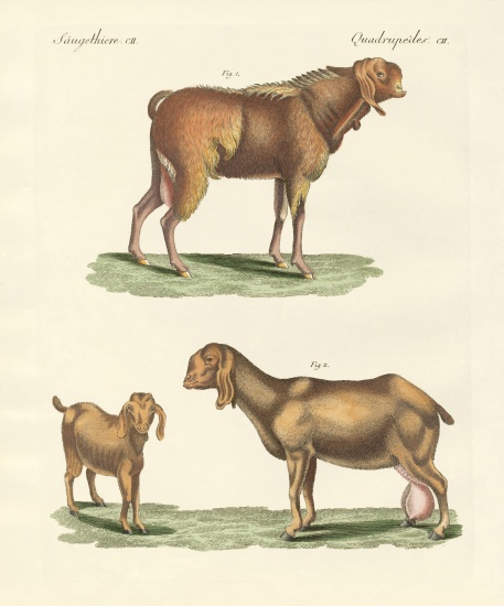 The Egyptian goat from German School, (19th century)