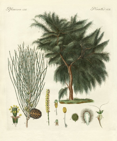 The four-flapped casuarina from German School, (19th century)