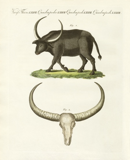 The giant buffalo from German School, (19th century)