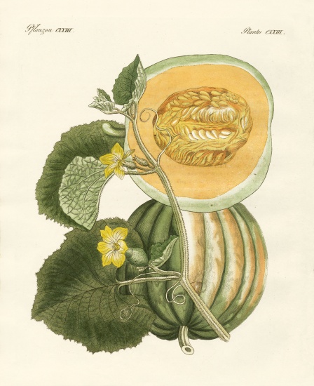 The melon from German School, (19th century)