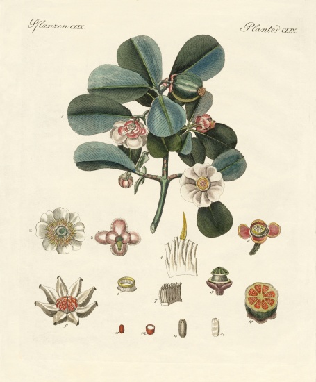The rose coloured clusia from German School, (19th century)