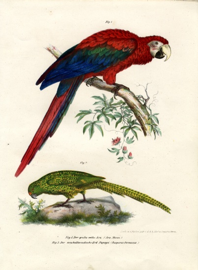 The Scarlet Macaw from German School, (19th century)