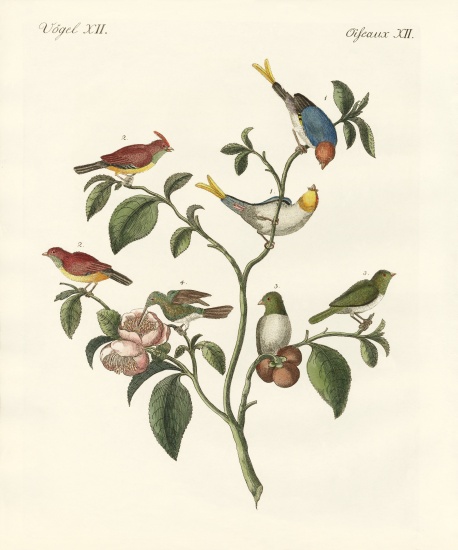 The smallest birds from German School, (19th century)