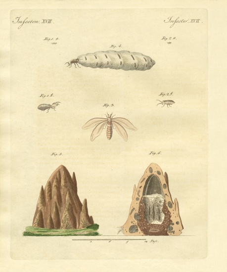 The termites from German School, (19th century)