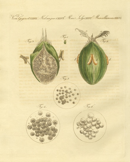 The ustilaginomycotina of the wheat from German School, (19th century)