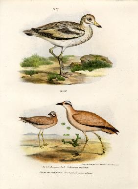 Thick-kneed Bustard