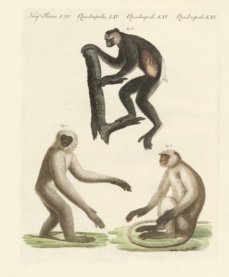 Three kinds of monkeys from German School, (19th century)