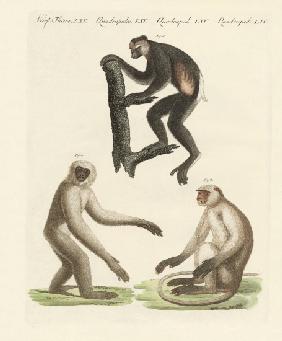 Three kinds of monkeys