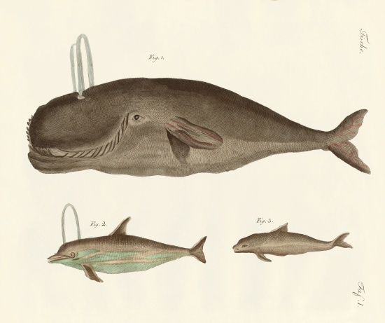 Three kinds of whales from German School, (19th century)