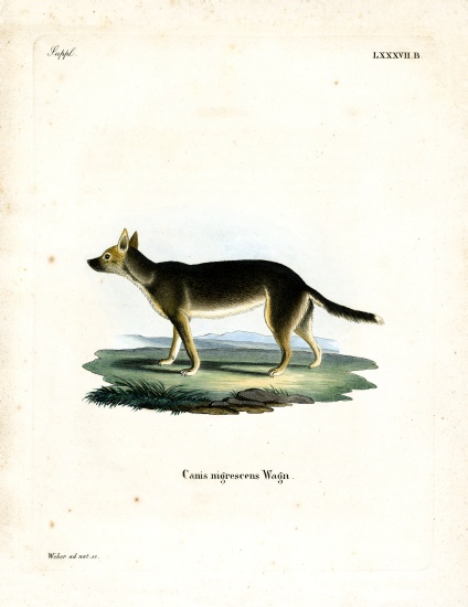Tibetan Dog from German School, (19th century)