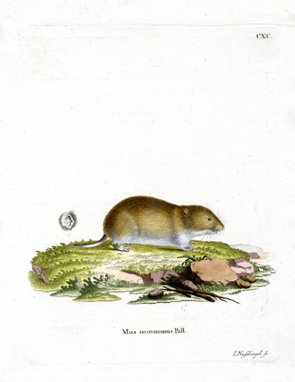 Tundra Vole from German School, (19th century)