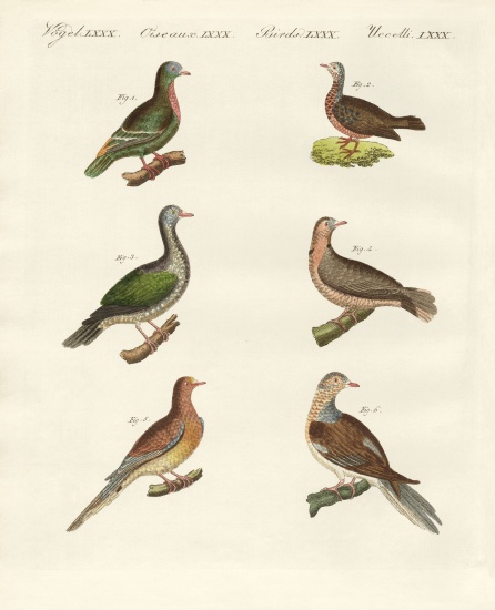 Turtle doves from German School, (19th century)