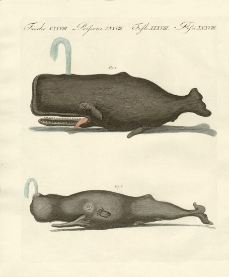 Two strange kinds of whales from German School, (19th century)