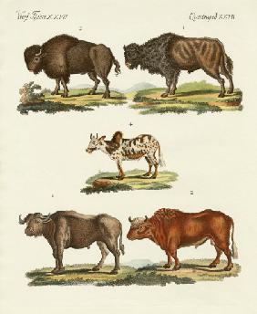 Various kinds of oxen