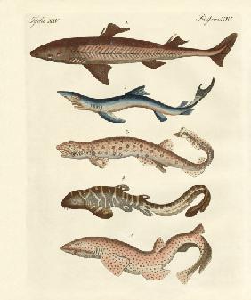 Various kinds of sharks