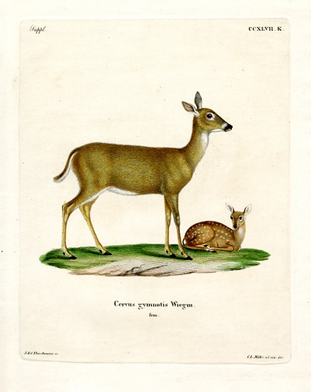 Virginian Deer from German School, (19th century)