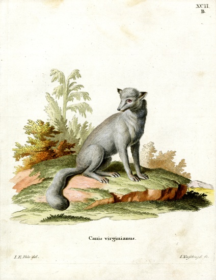 Virginian Fox from German School, (19th century)