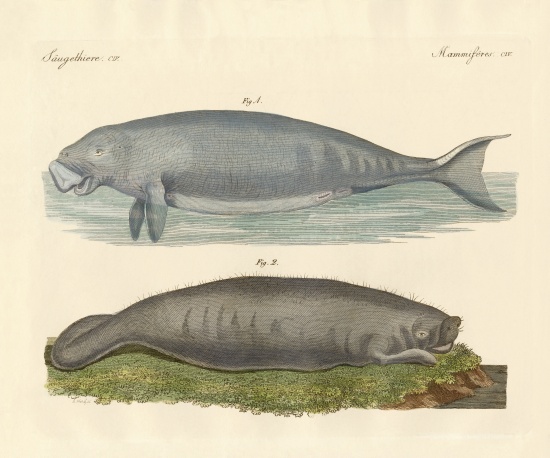 Whale-like animals from German School, (19th century)