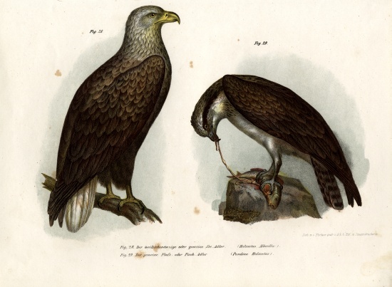 White-tailed Eagle from German School, (19th century)