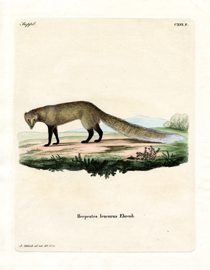 White-tailed Mongoose from German School, (19th century)
