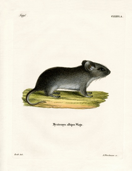 White-tailed Mouse from German School, (19th century)