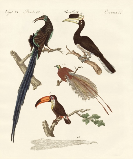 Wonderful birds from German School, (19th century)