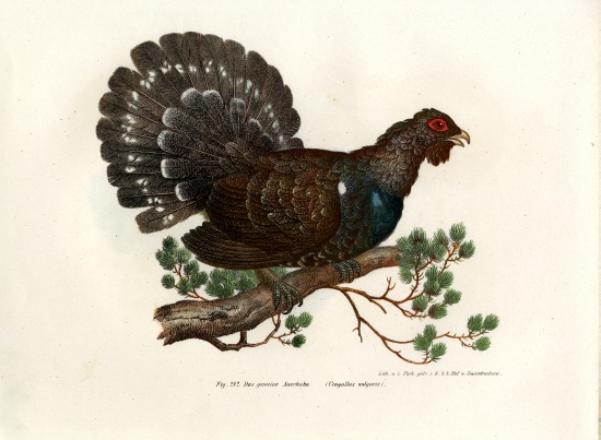 Wood Grouse from German School, (19th century)