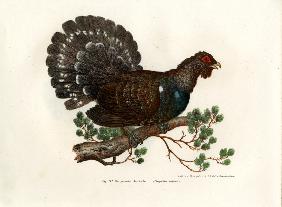 Wood Grouse