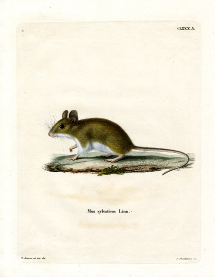 Wood Mouse from German School, (19th century)