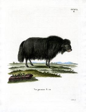 Yak