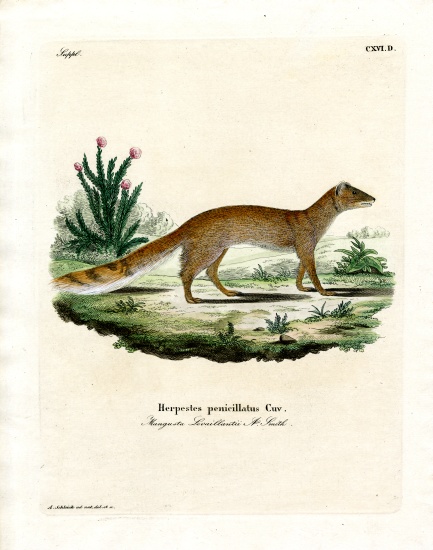 Yellow Mongoose from German School, (19th century)