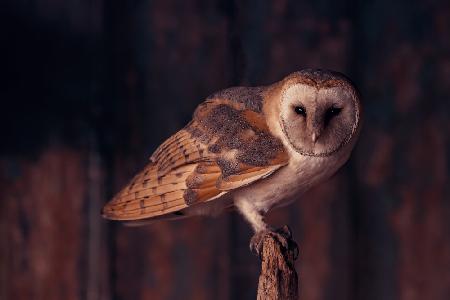 Barn owl perching in the dark