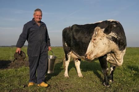 Klaas Vos milks by hand