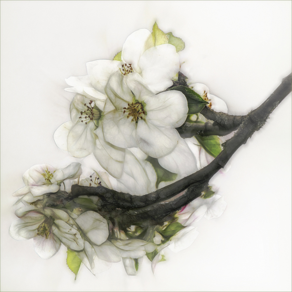 Ornate blossom from Gilbert Claes