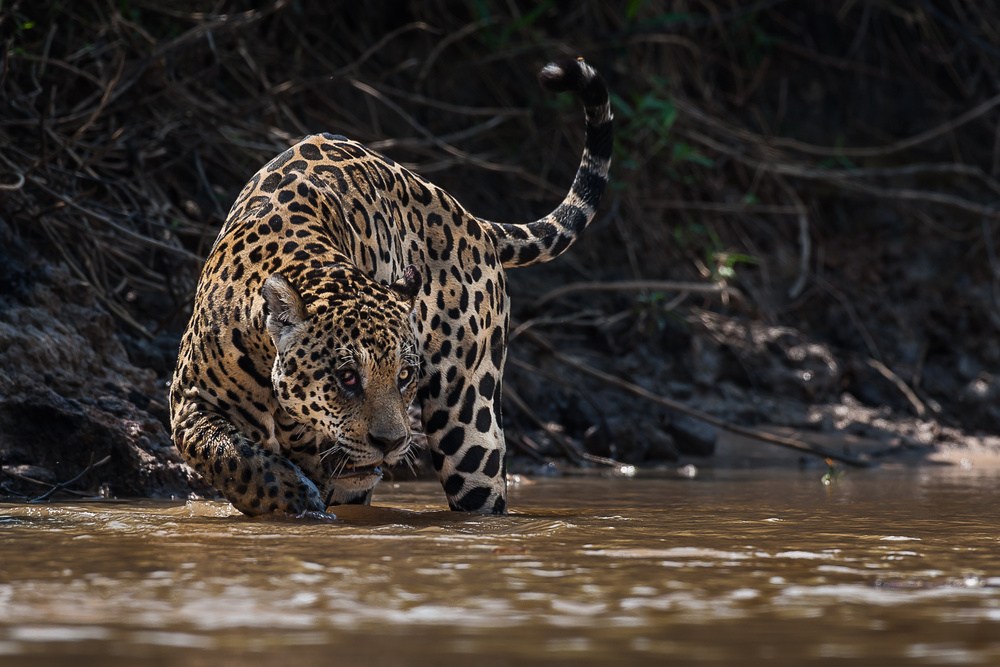 Jaguar king of Pantanal2 from Giorgio Disaro