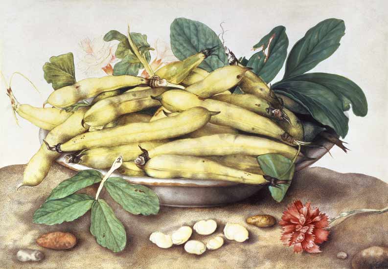 Still Life with Broad Bean Pods (w/c on parchment) from Giovanna Garzoni