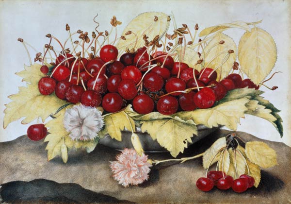 Cherries and Carnations (w/c on parchment) from Giovanna Garzoni