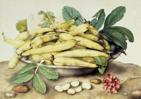 G.Garzoni, Bowl with pods from Giovanna Garzoni