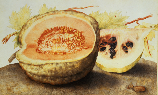 G.Garzoni, Melone und Granatapfel from Giovanna Garzoni