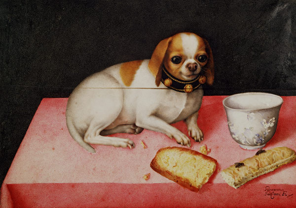 G.Garzoni, little dog w.scraps of bread from Giovanna Garzoni