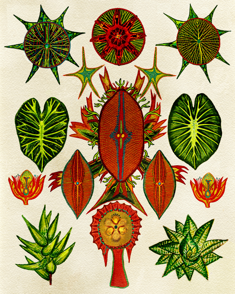 Botanical Invention from giovanna nicolo