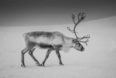 Alone in the Arctic wasteland