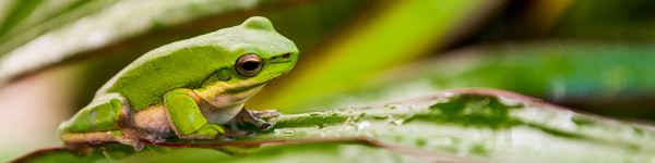 Australian Tropical Frog 2 from Giulio Catena